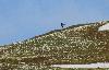 ... un autre T�tras lyre, sur la cr�te, danse en effectuant des sauts ...