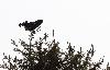 Enfin, plus pr�s ... h�las � contre-jour ... un T�tras lyre ...