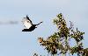 Le voil� qui s'envole pour rejoindre son perchoir dans la for�t, endroit bien cach�, pour le reste de la journ�e.