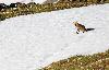 ... et un renard dans la neige ...