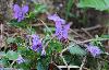... et les violettes annoncent le printemps.