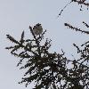 Un Pipit spioncelle se perche ...