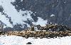 Un 2e T�tras lyre parade sur la cr�te ...