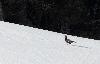 ... marche sur la neige en direction de la for�t o� il va passer la journ�e bien cach�.