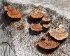 Des champignons poussent sur les troncs d'arbre coup�s ...