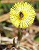 ... attirent les premiers insectes ...