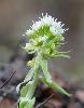 ... � l'instar de ce p�tasite blanc ...
