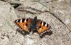 Cette Petite tortue est d�j� bien ab�m�e ...