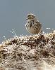 Autres oiseaux : un Pipit farlouse internuptial ...