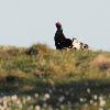 Enfin, un T�tras lyre parade au sol ...