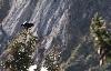 Un autre T�tras lyre est perch� assez loin ...