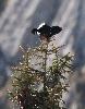 ... il s'�broue faisant gicler les gouttes d'eau accumul�es sur le sapin.