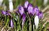 Depuis notre dernier passage, les crocus sont sortis ...