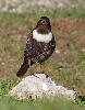 Le Merle � plastron en profite ...