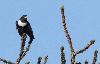 Voici un Merle � plastron m�le � la belle livr�e noire et blanche.