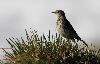 Le Pipit farlouse est plus discret ...