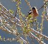Un Pinson des arbres m�le fait entendre son chant, rempla�ant les roucoulements du T�tras lyre ...