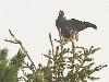 Un autre T�tras lyre s'est perch� sur un sapin, d�sormais sous un soleil bien timide !
