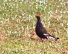 Un T�tras lyre immature, reconnaissable � ses ailes brunes et � la lyre incompl�te de sa queue, s'invite en bordure de l'ar�ne de chant.