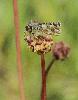 Hesp�rie ... (laquelle ?)_Pyrgus ..._Abruzzes