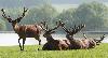 Les cerfs ... majestueux ...