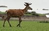A partir de 2 ans et demi, les bois des cerfs sont des merrains, comportant des embranchements.