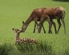 Le printemps est �galement le temps des naissances ... ici un jeune faon (de cerf) ...