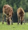 Les mouflons sont en train de muer