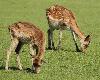 Un tr�s jeune daim broute en compagnie d'une daine.