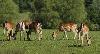 Principale occupation des ruminants : brouter ...