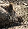 Ce m�le arbore de belles d�fenses. Il s'agit de ses canines inf�rieures, tr�s longues, qui sortent de la bouche et se recourbent au dessus du groin.