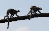 Les Makis cattas appartiennent � la famille des l�muriens. A l'�tat sauvage, on ne les trouve qu'� Madagascar, dans la savane arbustive ...