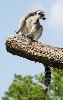 ... Ils vivent dans les arbres et s'organisent en soci�t�s matriarcales d'une vingtaine d'individus ...