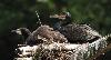 ... on voit bien la diff�rence entre le duvet du juv�nile et le plumage de l'adulte ...