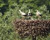 ... trois Cigogneaux sont n�s ...