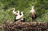... bec ouvert, ils se ventilent. En effet, le syst�me respiratoire remplit d'autres r�les que le simple �change gazeux. Il permet � l'oiseau de r�gler sa temp�rature, ce qui est d'autant plus important que la pr�sence de plumes r�duit tr�s fortement la respiration cutan�e et la sudation.