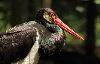 La Cigogne noire nous permet d'admirer la coloration structurale de son plumage. A la diff�rence de la coloration pigmentaire, ses plumes absorbant plus ou moins de lumi�re, les couleurs per�ues changent.