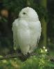 ... Harfang des neiges (m�le) ...