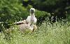 ... Vautour fauve ...