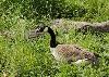 ... sont �galement les h�tes du Parc animalier de Sainte-Croix.