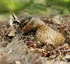 ... sur le toit d'une des cabanes dans les arbres, qui servent d'h�bergement insolite aux visiteurs qui le souhaitent !