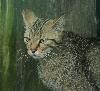 Le chat forestier (ou chat sauvage) a aussi des petits ... mais impossible � photographier.