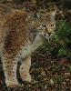 Autre superbe f�lin, le lynx bor�al ...