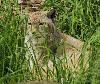 ... tapie dans l'herbe ...