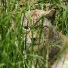 ... on voit bien l'oreille surmont�e d'un � plumet �, touffe de poils fin d�environ 5 cm.