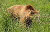 Aussi cach� dans l'herbe haute de ce printemps bien arros� ...