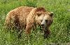 ... un ours brun ...