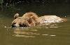 L'ours est un animal polyvalent, qui court, grimpe, nage, creuse ...