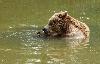 ...  animal aux larges pattes plantigrades � cinq griffes non r�tractiles ...