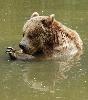 ... omnivore � dominante herbivore, il aime les fruits (ici une pomme) ...